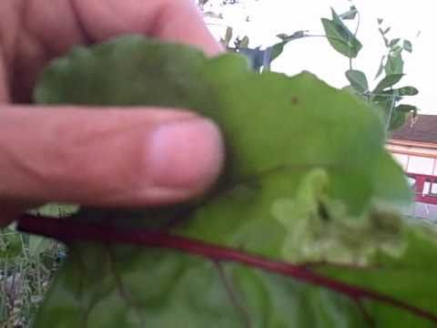 Leaf Miner Eating My Beet Greens From The Inside Out And How I Control  These Larvae - Youtube