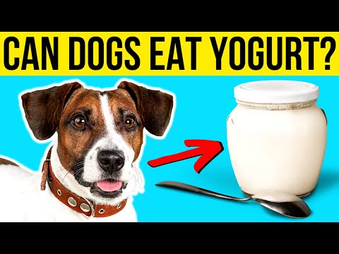 Can Dogs Eat Yogurt? | Is Yogurt Good For Dogs? | Is Greek Yogurt Good For Dogs?