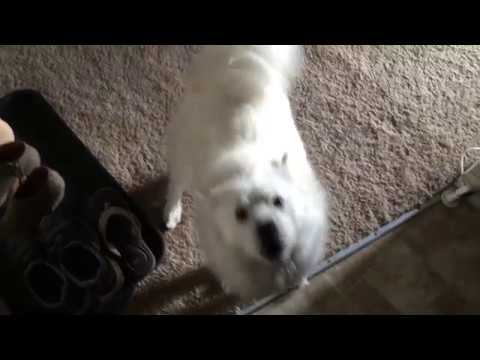 Tips To Stop An American Eskimo From Demand Barking: Dog Gone Problems