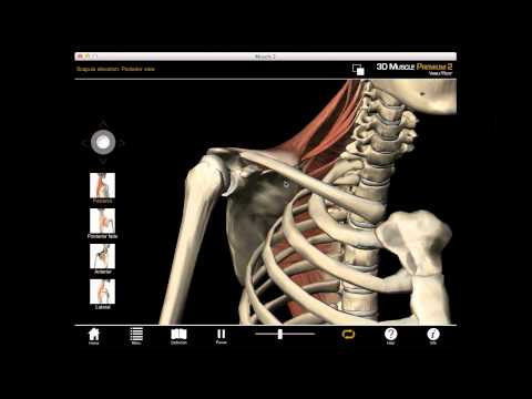 Scapula Elevation muscle action with Muscle Premium