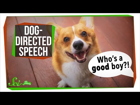 Why Do We Talk To Dogs Like That?