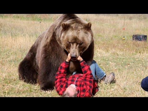 How To Survive A Bear Attack (Episode 1) | Good Morning America | Abc News  - Youtube