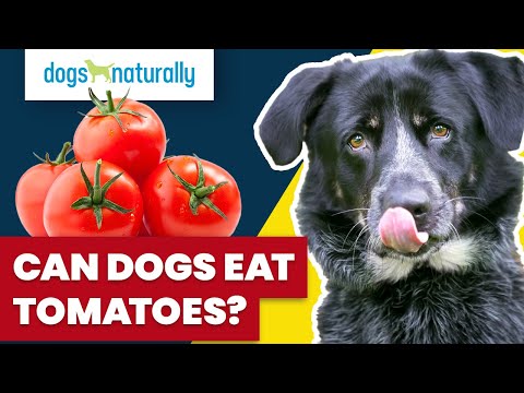 Can Dogs Eat Tomatoes?