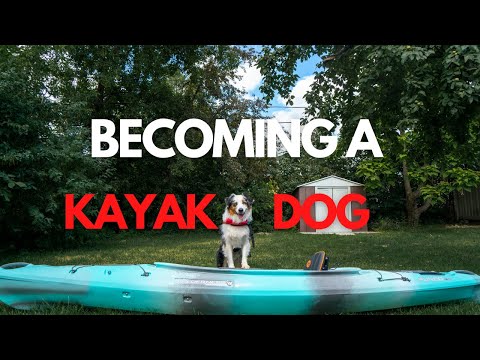 Teaching My Dog How To Kayak