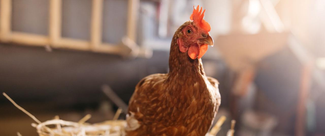 Raising Chickens For Eggs: Is It Worth It?