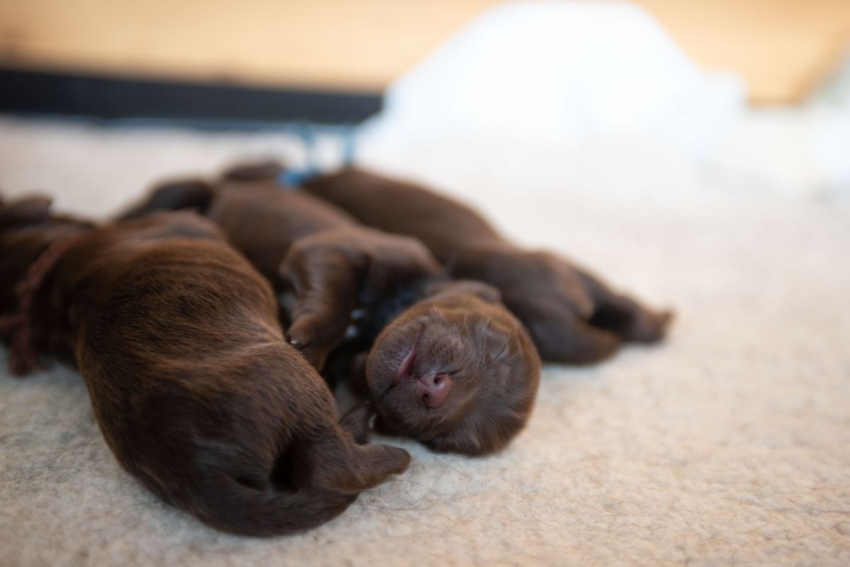 Interesting Facts And Myths About The Runt Of The Litter - Pethelpful