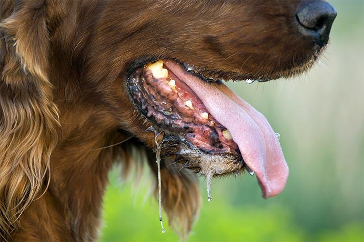 What To Know About Dog Breeds With Blue Tongues