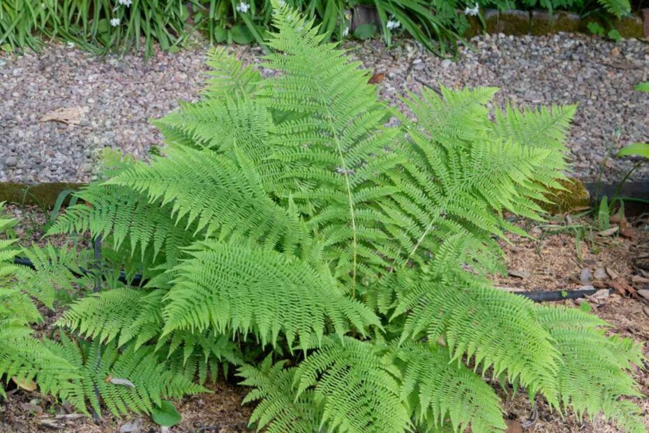 Lady Ferns: Plant Care & Growing Guide