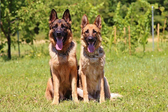 How To Fatten Up A German Shepherd (15 Bulk-Up Tips) - Shepherd Sense