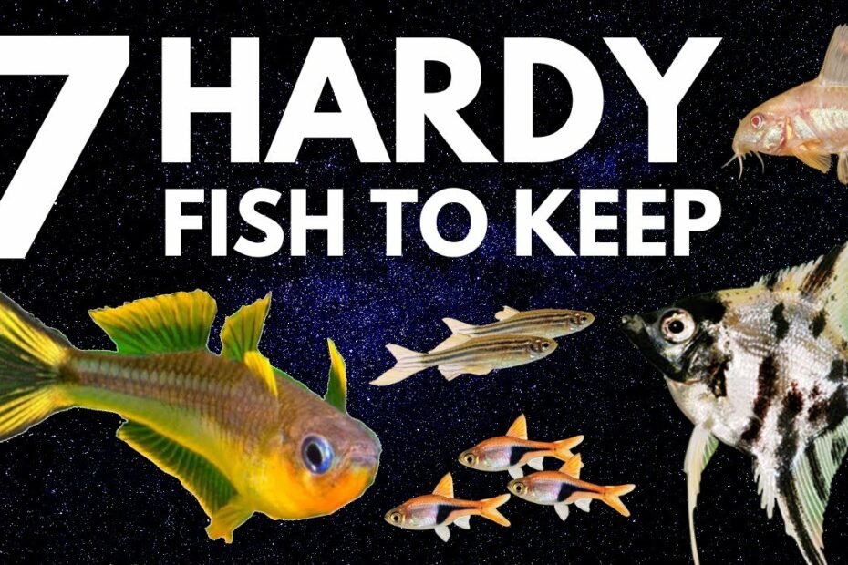 Top 7 Hardy Fish For Your Freshwater Aquarium - Youtube