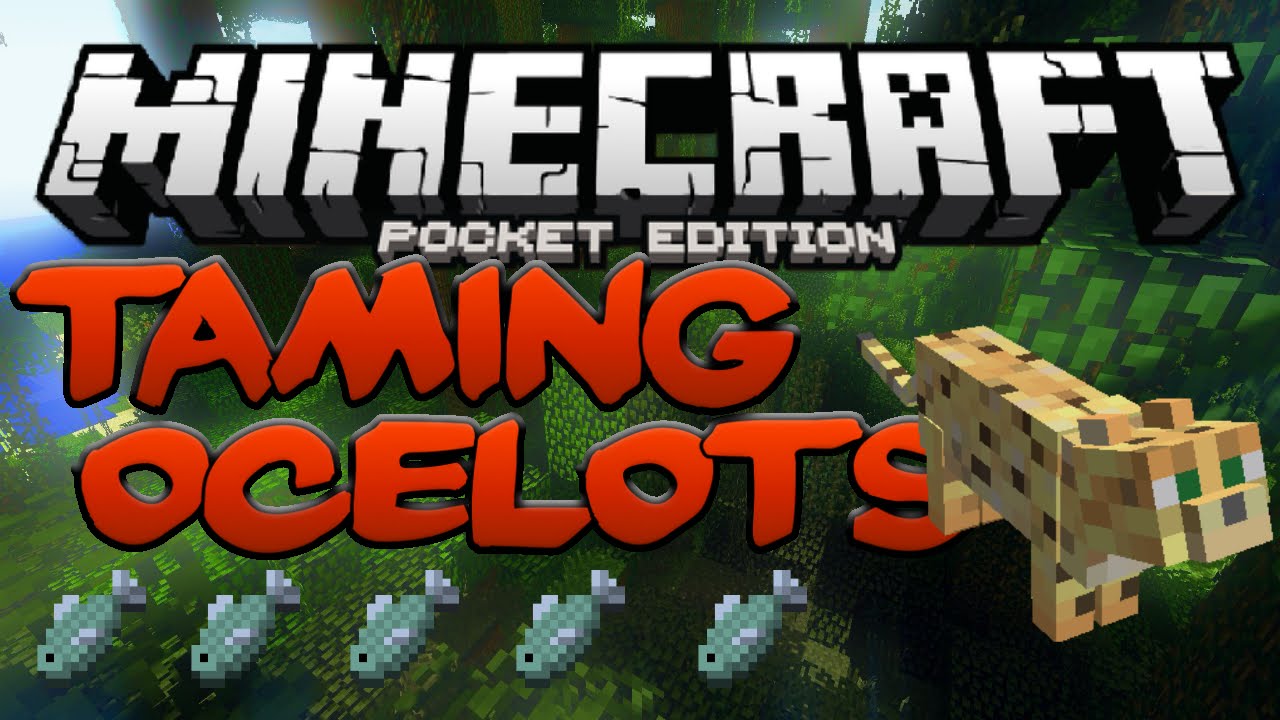 How To Tame Ocelots In Minecraft Pe - Mcpe Taming Cats (Pocket Edition) -  Youtube