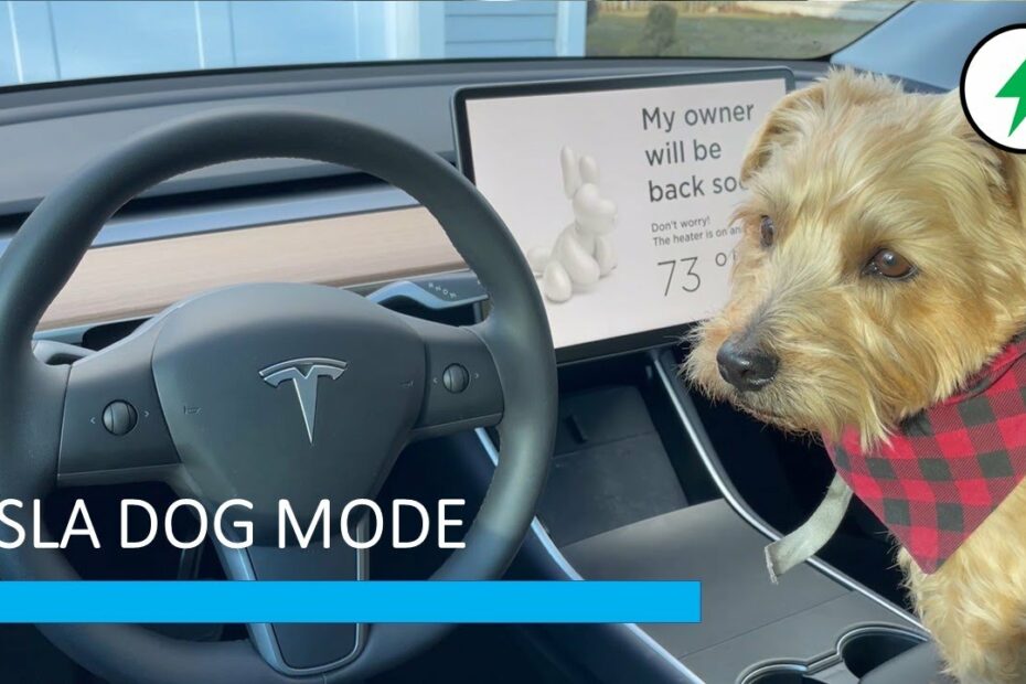 Tesla Dog Mode In Model Y (Featuring Bodhi) - Youtube