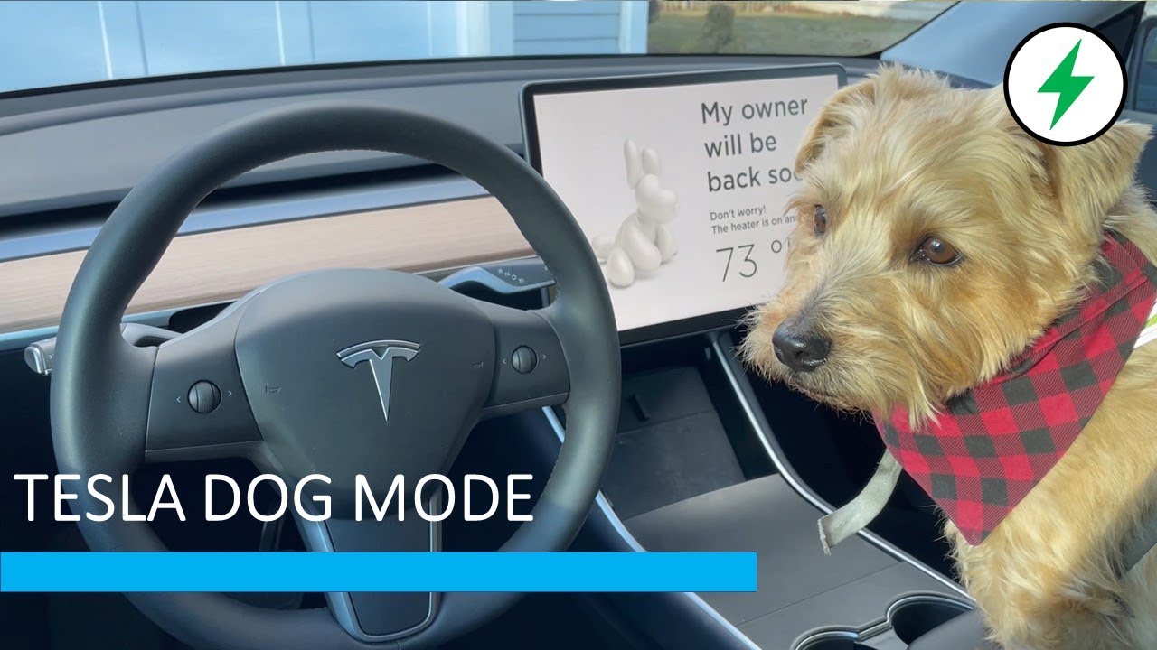 Tesla Dog Mode In Model Y (Featuring Bodhi) - Youtube