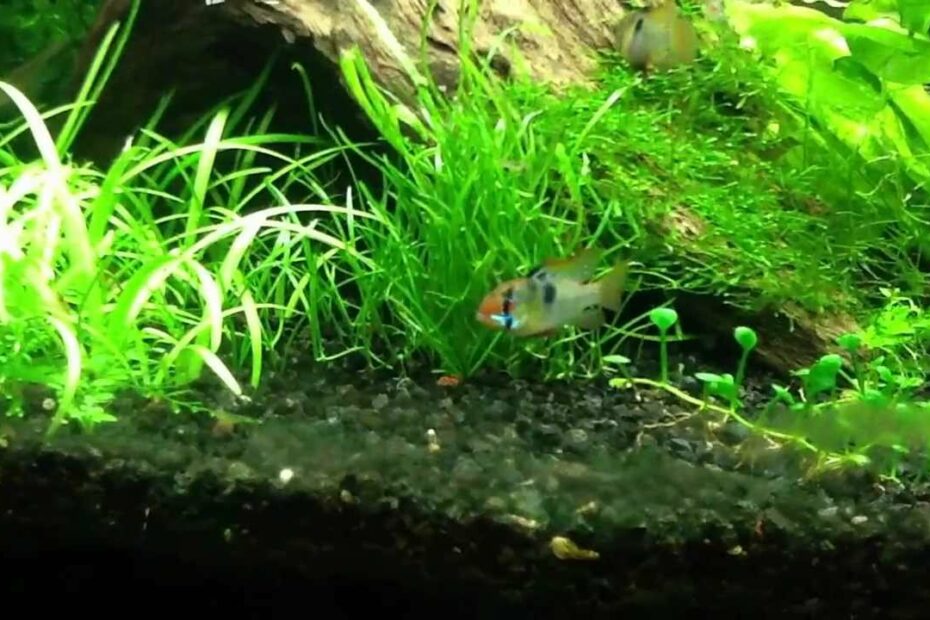 Blue Rams And Shrimp In 33 Gallon - Youtube