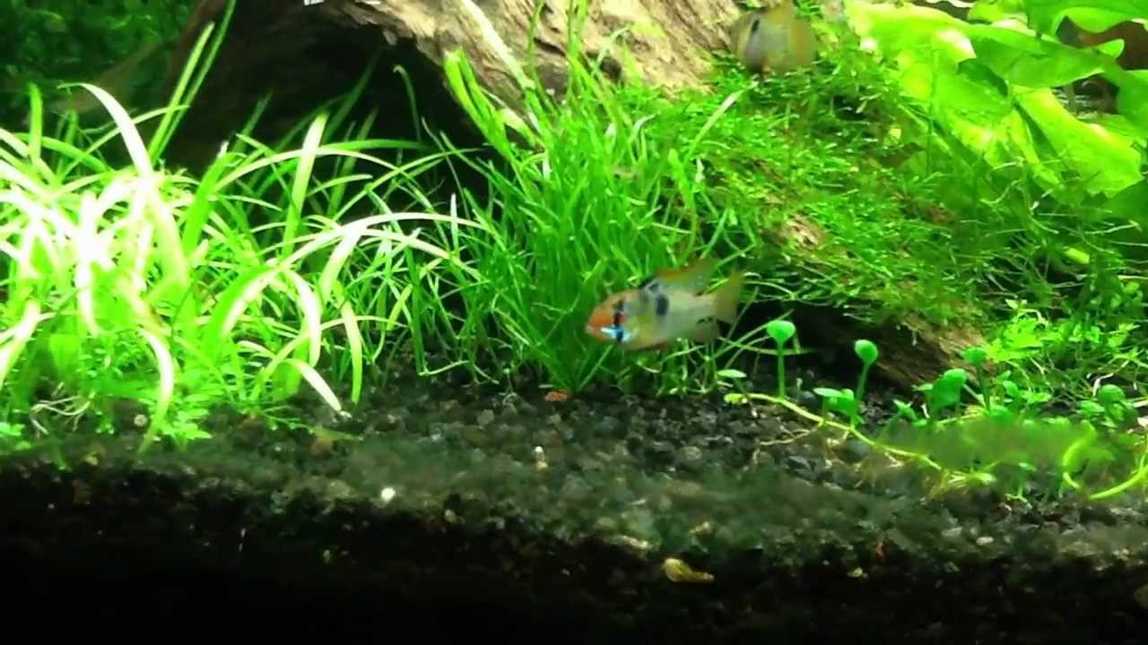 Blue Rams And Shrimp In 33 Gallon - Youtube