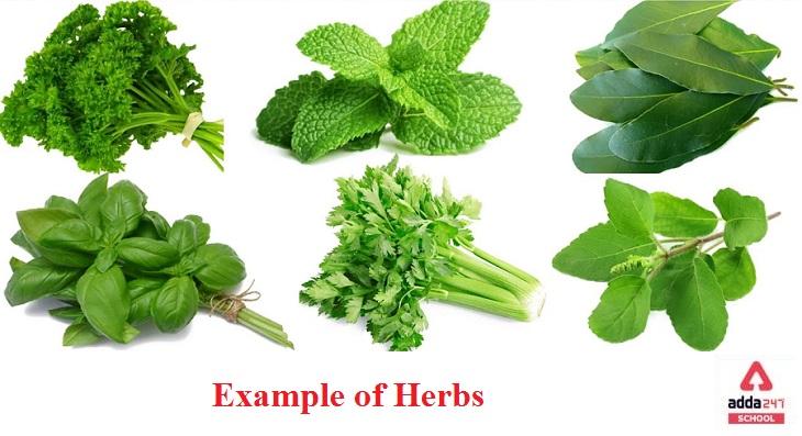 Herbs Examples & Herbs And Shrubs Meaning