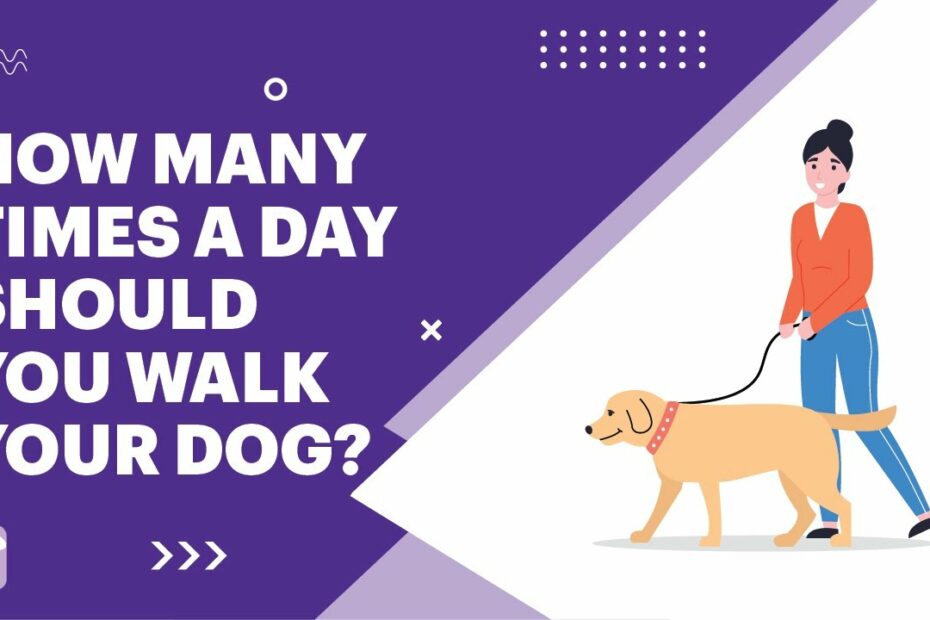 How Many Times A Day Should You Walk Your Dog? - Wet Noses Pet Sitting