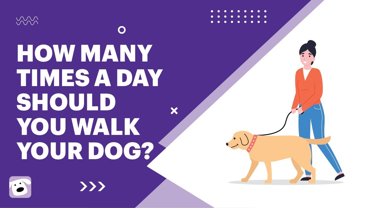 How Many Times A Day Should You Walk Your Dog? - Wet Noses Pet Sitting