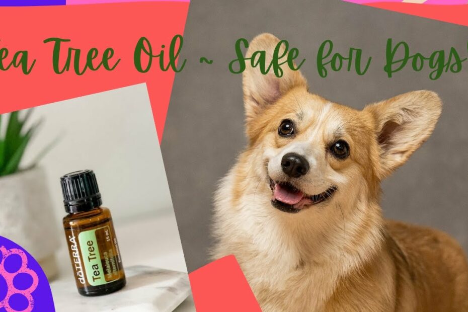 Tea Tree Oil ~ Is It Safe For Dogs? - Youtube