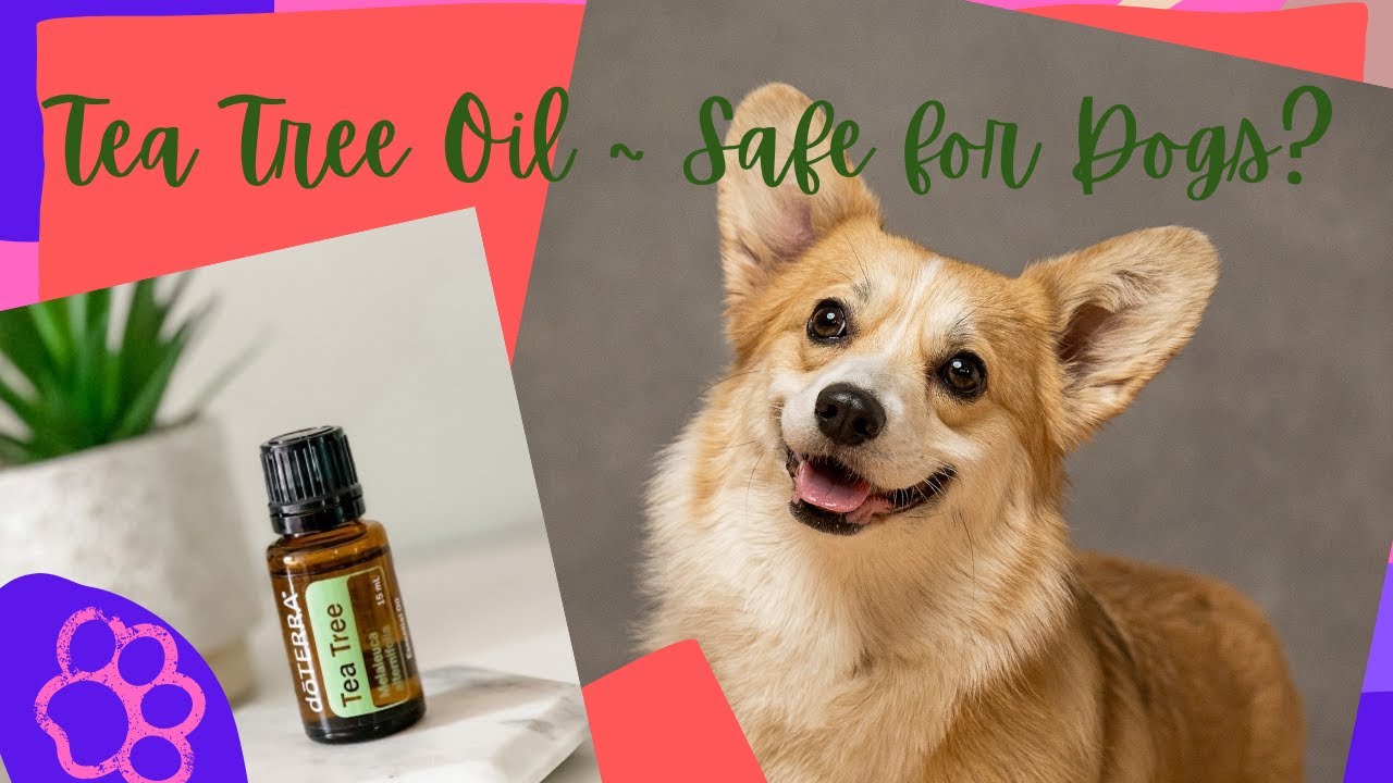 Tea Tree Oil ~ Is It Safe For Dogs? - Youtube