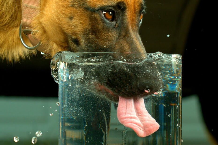 What Water Is Best For Dogs (Tap, Bottled Or Spring)?