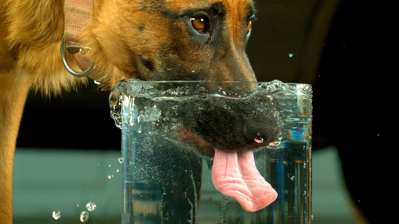 What Water Is Best For Dogs (Tap, Bottled Or Spring)?