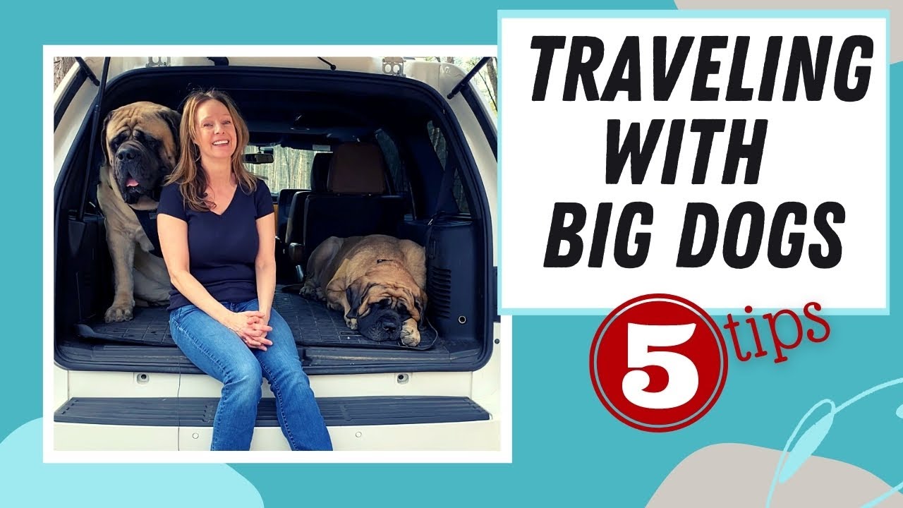 Traveling With Dogs Made Easy: 5 Tips For Road Trip Success [Large Dogs]