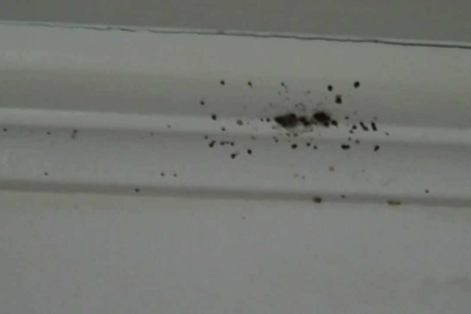 Bed Bugs Climbing Up Walls - Youtube