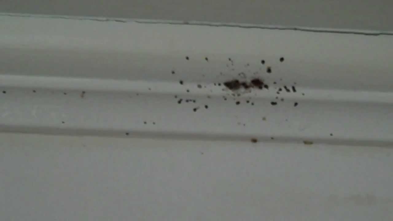 Bed Bugs Climbing Up Walls - Youtube
