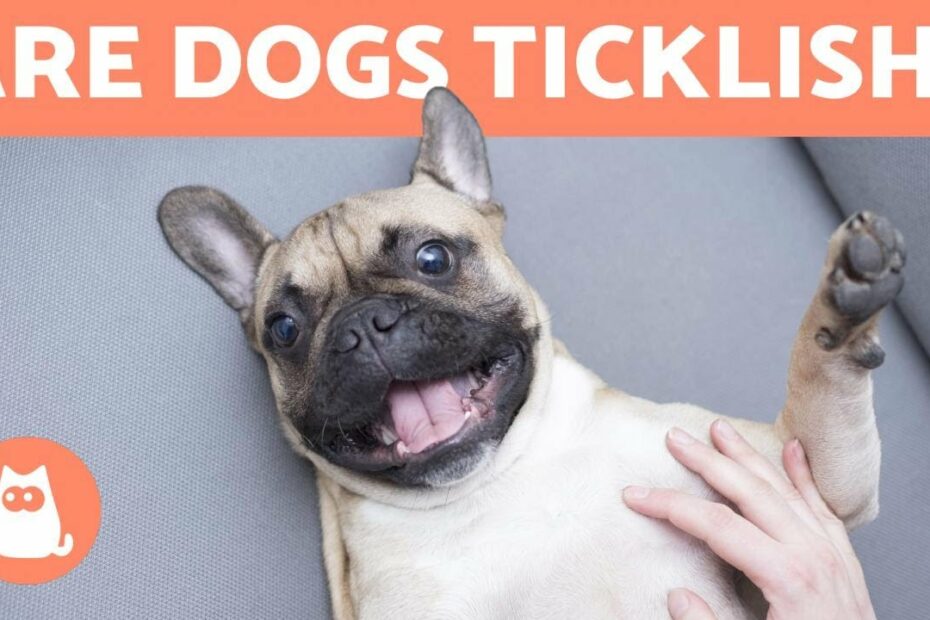 My Dog Moves Their Leg When Scratched 🐶 Are They Ticklish? - Youtube