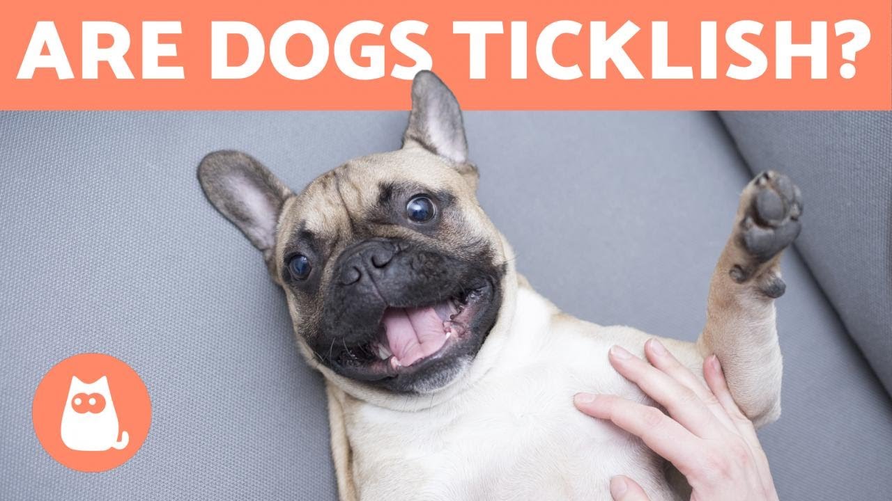 My Dog Moves Their Leg When Scratched 🐶 Are They Ticklish? - Youtube