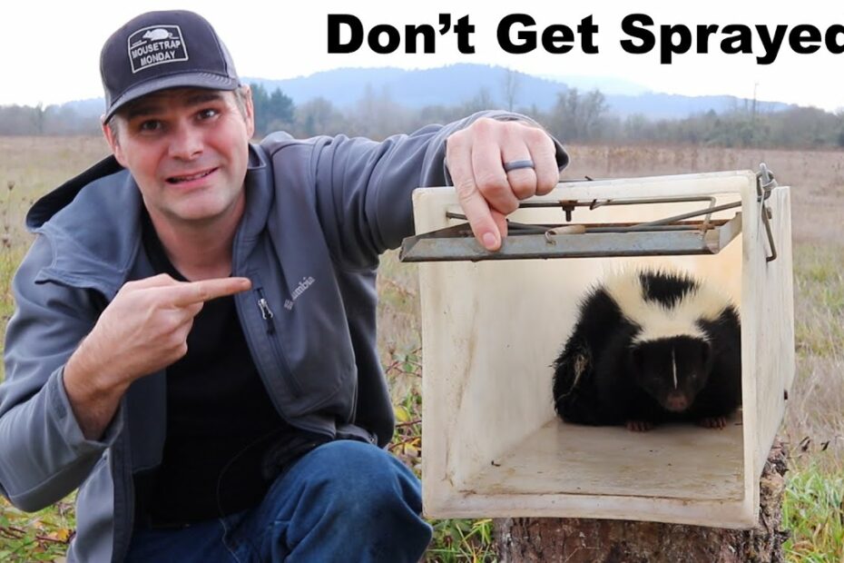 How To Trap A Skunk Without Getting Sprayed. Catching A Skunk Under My  House. Mousetrap Monday - Youtube