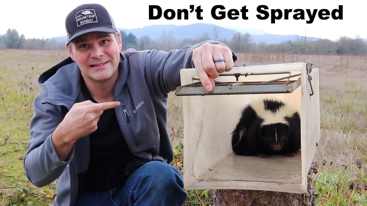 How To Trap A Skunk Without Getting Sprayed. Catching A Skunk Under My  House. Mousetrap Monday - Youtube