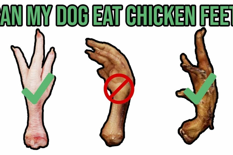 Can Dogs Eat Chicken Feet? - Youtube