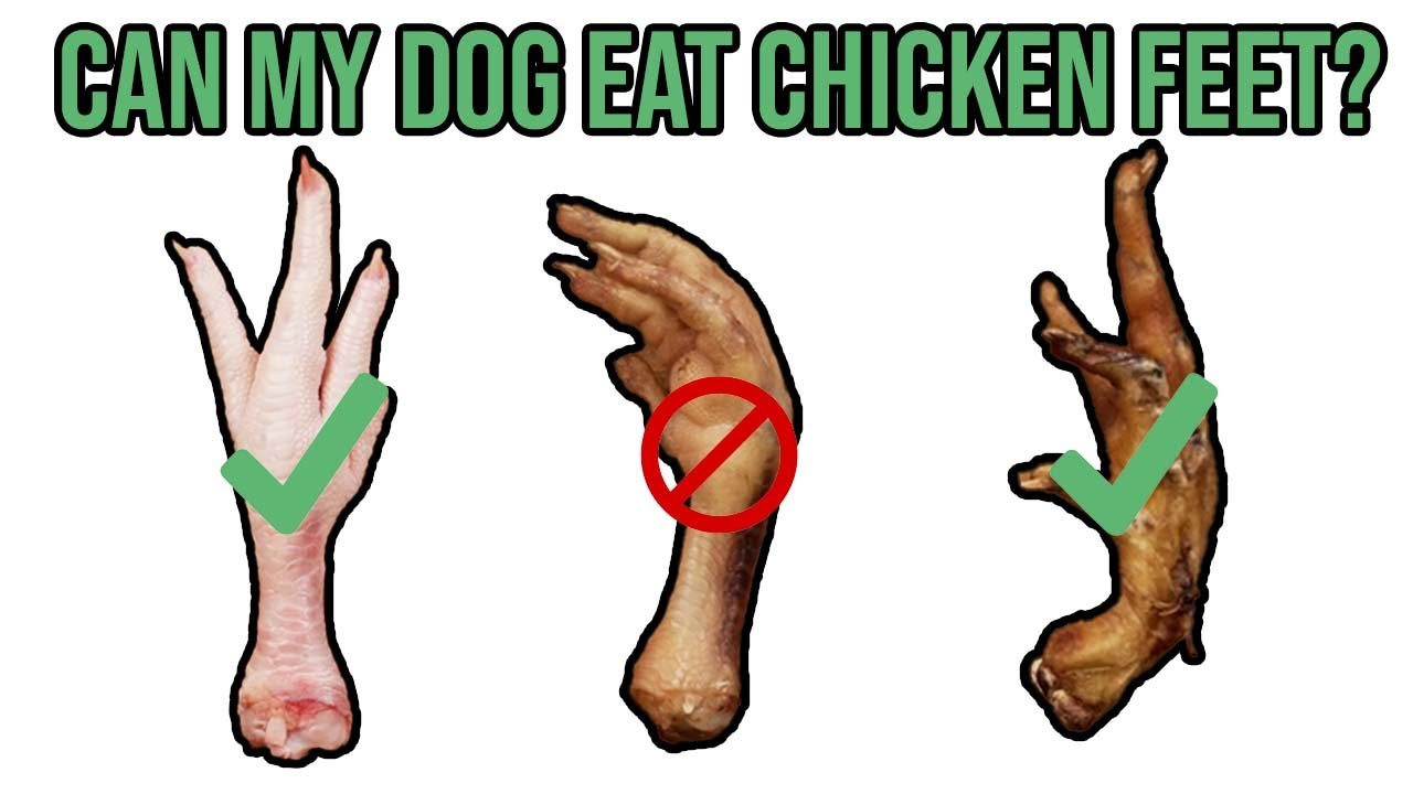 Can Dogs Eat Chicken Feet? - Youtube