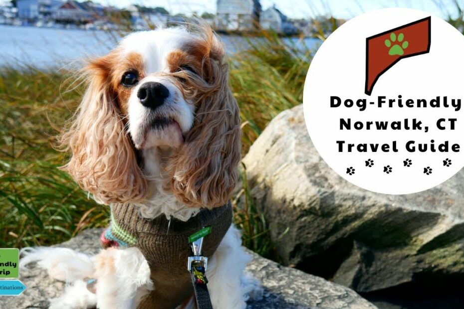 Dog-Friendly Norwalk, Connecticut And Surrounding Area| Dog-Friendly  Vacations New England Fall Trip - Raising Your Pets Naturally With Tonya  Wilhelm