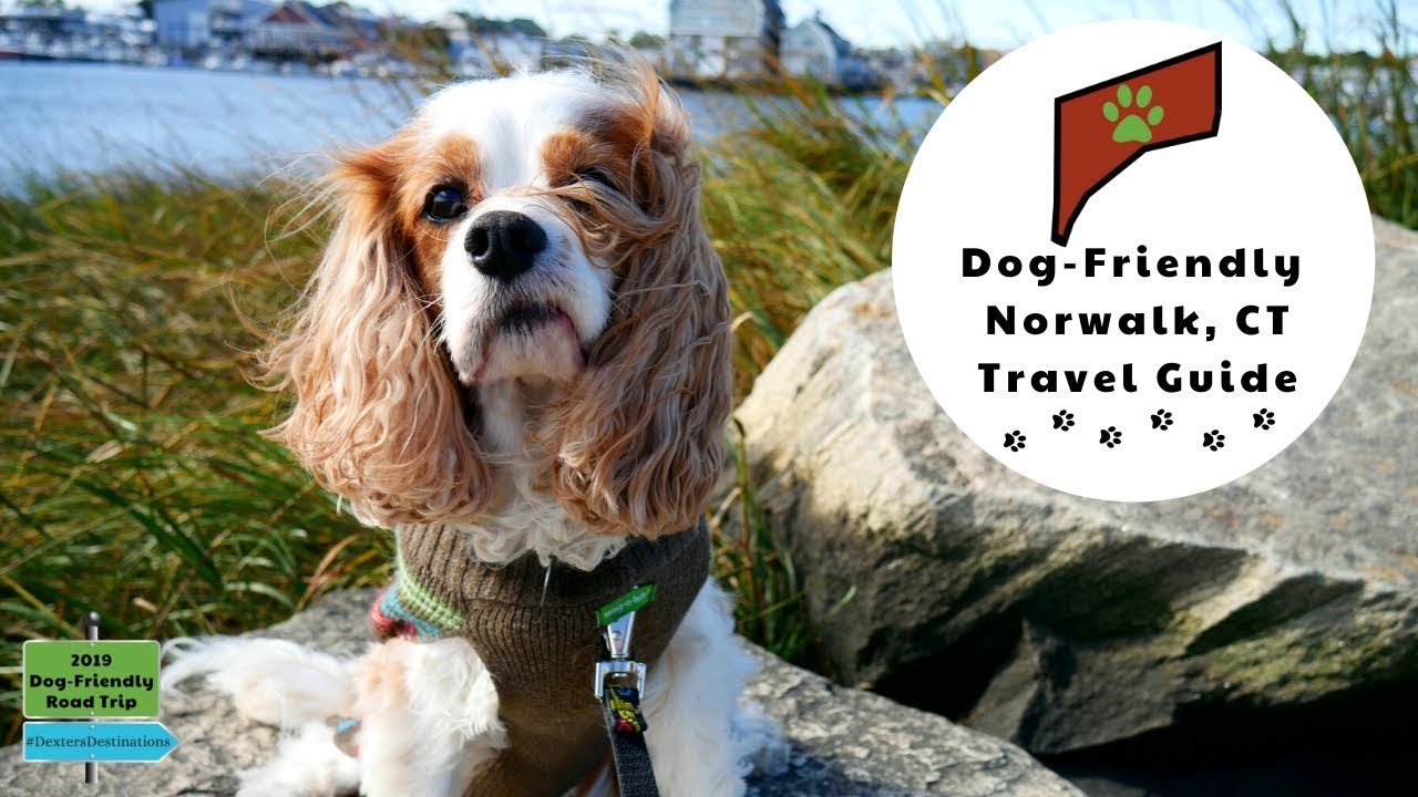 Dog-Friendly Norwalk, Connecticut And Surrounding Area| Dog-Friendly  Vacations New England Fall Trip - Raising Your Pets Naturally With Tonya  Wilhelm