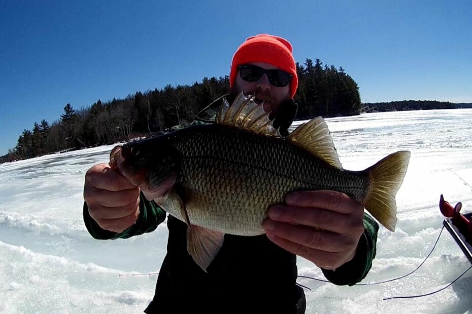 Monster Nh White Perch & Winnipesaukee Lake Trout - Ice Fishing - Youtube