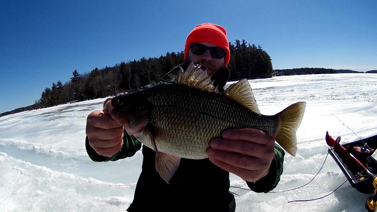 Monster Nh White Perch & Winnipesaukee Lake Trout - Ice Fishing - Youtube