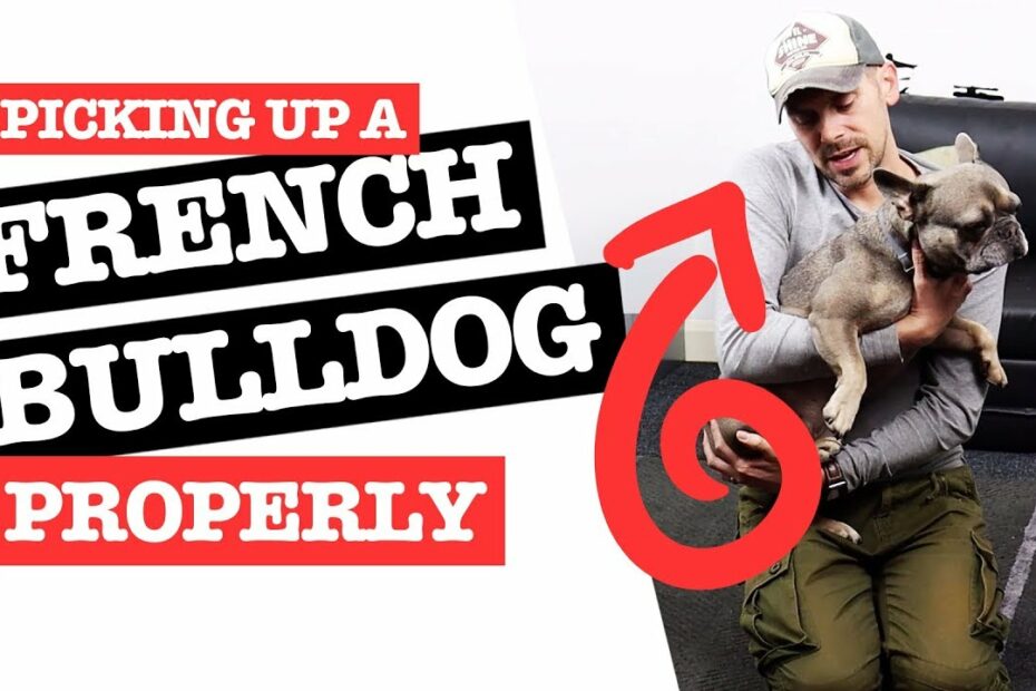 How To Pick Up A French Bulldog Properly & Safely - Youtube