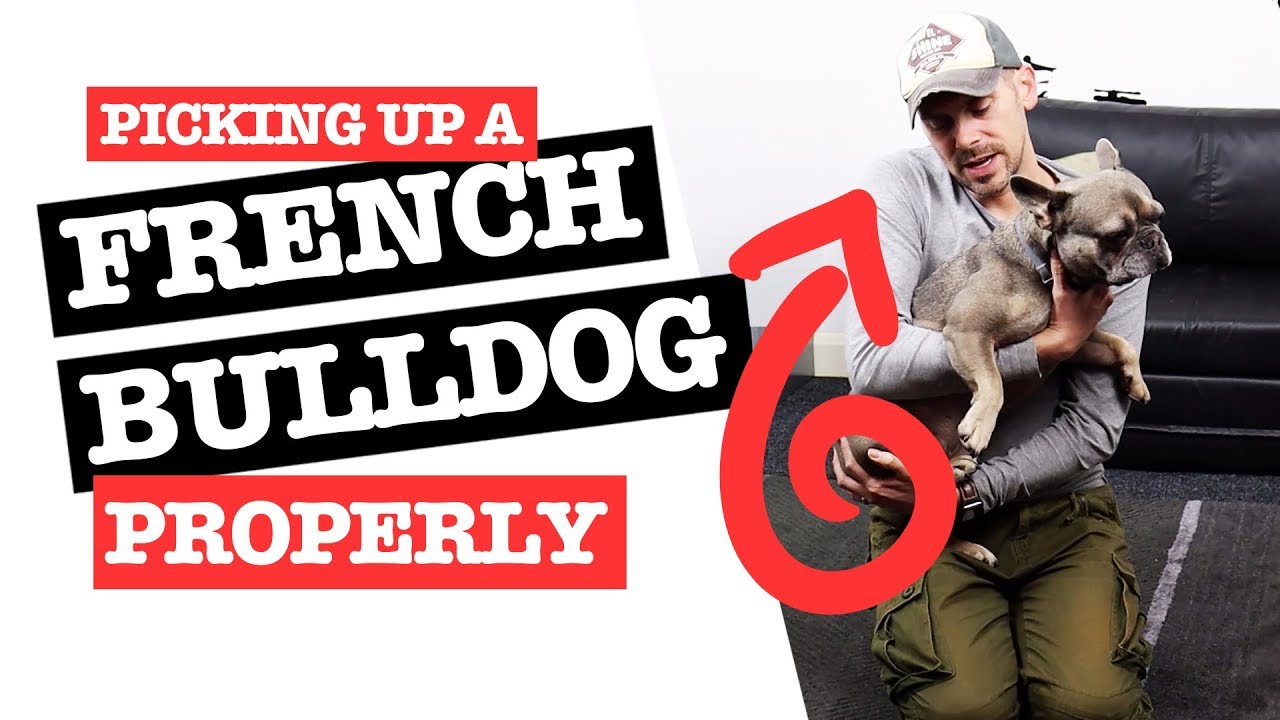 How To Pick Up A French Bulldog Properly & Safely - Youtube