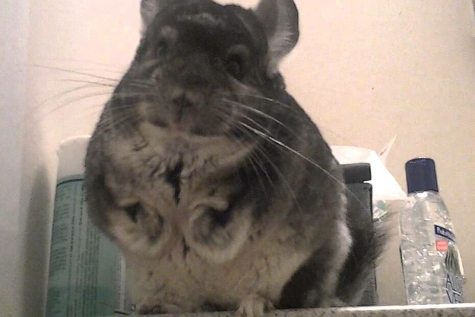 Smart Chinchilla Asking To Leave - Youtube