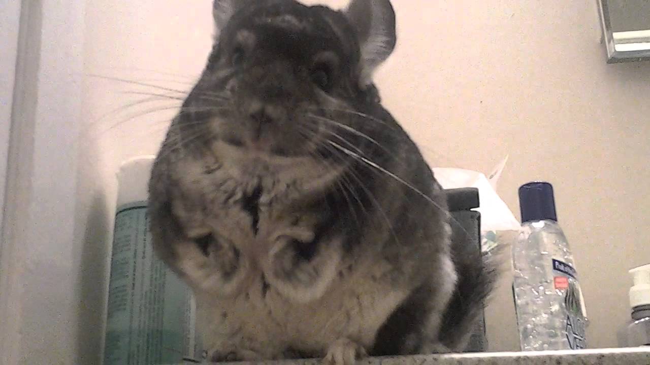 Smart Chinchilla Asking To Leave - Youtube