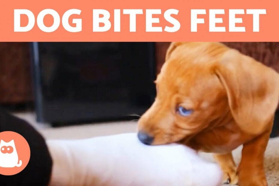 My Dog Keeps Biting My Feet When I Walk 🚶‍♂️🐕 (Causes And What To Do) -  Youtube