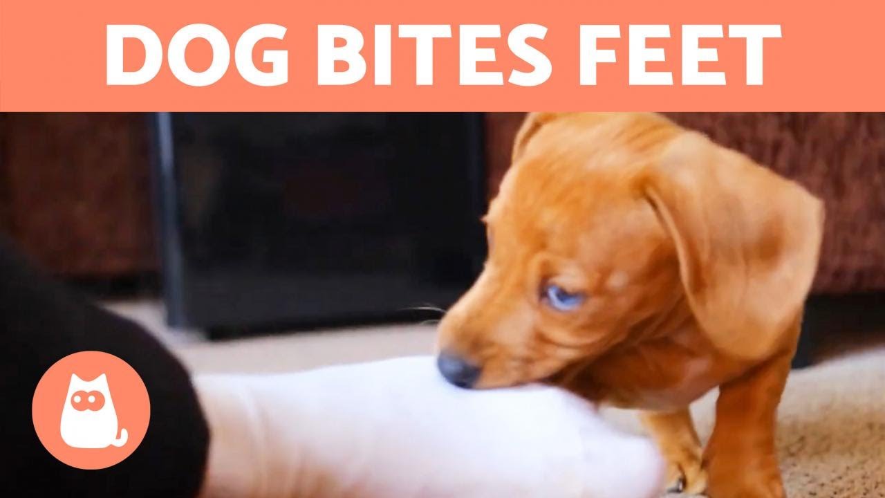 My Dog Keeps Biting My Feet When I Walk 🚶‍♂️🐕 (Causes And What To Do) -  Youtube