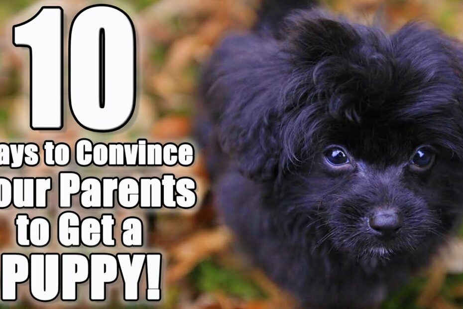 10 Ways To Convince Your Parents To Get A Dog | Parody Of