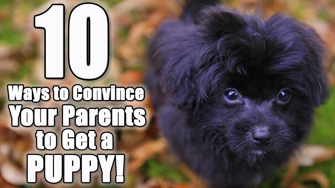 10 Ways To Convince Your Parents To Get A Dog | Parody Of 