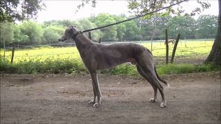 Mick The Miller June 1926 May 1939 The Most Famous Greyhound Of All Time -  Youtube