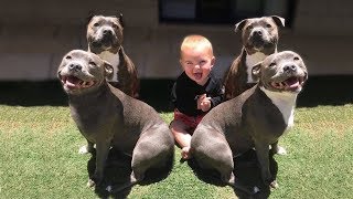 These Are 10 Friendliest Dog Breeds - Youtube