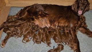 How Many Puppies Can A Dog Have? (Estimating Litter Sizes)